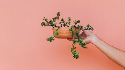 Obraz na płótnie Canvas Hand holding cactus and succulent pot plant.