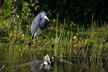 Tricolored Heron in South Florida
