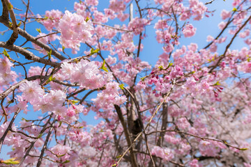春の隅田公園（浅草側）に咲く桜の木と青空