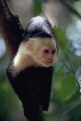 CAPUCHIN MONKEY COSTA RICA