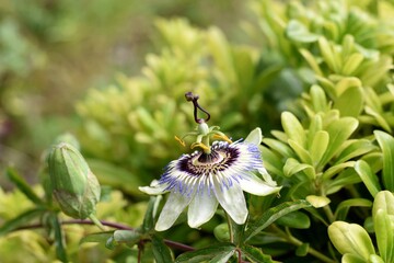 Beautiful passion flower in a garden/ Close up passiflora. Passion Flower (Passiflora caerulea) leaf in tropical garden. Beautiful passion fruit flower or Passiflora (Passifloraceae).