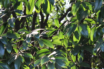 Fototapeta premium green leaves on a branch