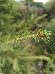 close up of pine needles