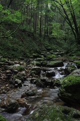 Naklejka na ściany i meble Nature in mitake mountain , japan ,tokyo