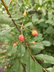 red berries on a tree