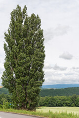 北海道 美瑛の丘 ケンとメリーの木
