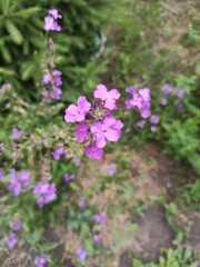 purple flowers in the garden
