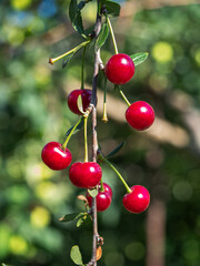 A bunch of ripe cherries on a branch on garden day