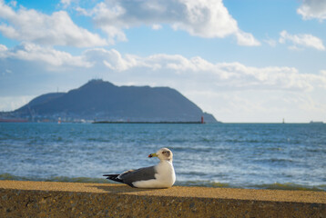 海鳥　函館山　素材