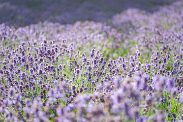 Naklejka premium 北海道 富良野ラベンダー畑