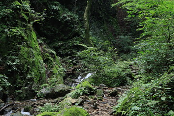 Nature in mitake mountain , japan ,tokyo