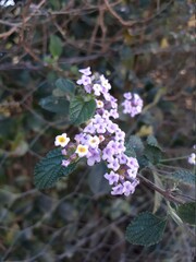 wild flowers in the forest