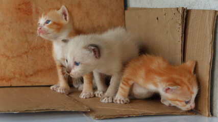 The three kittens