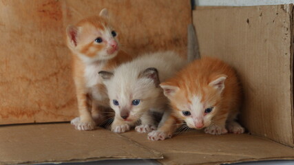 The three kittens