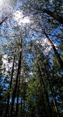 Árboles del bosque en un día soleado 