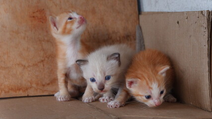 The three kittens