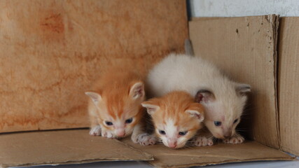 The three kittens