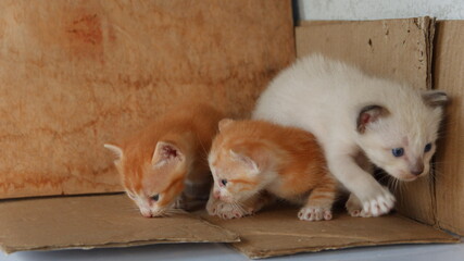 The three kittens