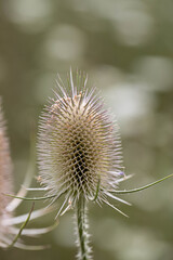 Obraz premium Flower Power