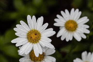 Fototapeta premium Flower Power