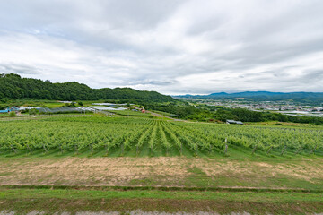 北海道　仁木町