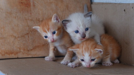 The three kittens