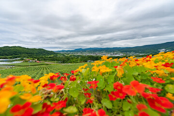 北海道　仁木町