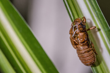 Cicada exoskeleton with umbilical cord