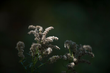 plants in Maine