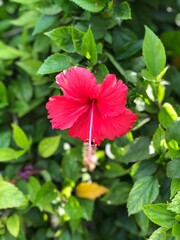 red hibiscus flower