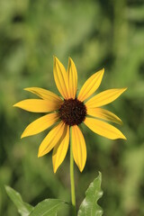Wild Yellow Sunflower shot closeup with a green background in Kansas.