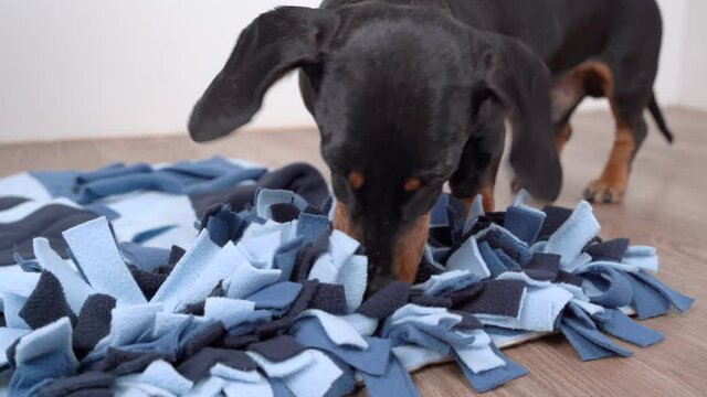 Smart dachshund dog is looking for delicious dried treats in soft washable textile snuffle mat and eating them, running away, close up. Intellectual game and training of nose work with pet