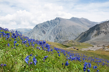 Landcsape view of Altai wilderness with blue flowers growing in the foreground, Russian Federation, the Altai republic