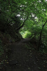 Nature in mitake mountain , japan ,tokyo
