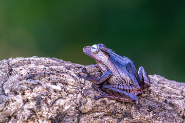 Borneo eared tree frog, polypedates otilophus on the branch
