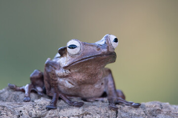 Borneo eared tree frog, polypedates otilophus on the branch