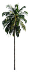 The coconut trees that are completely separated from the background with the delicateness can be used in many ways.
