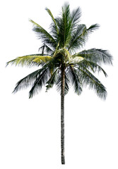 Plakat The coconut trees that are completely separated from the background with the delicateness can be used in many ways.