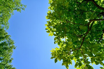 青空バックに見上げる新緑の若葉