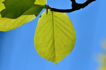 青空バックに見上げるモクレンの若葉