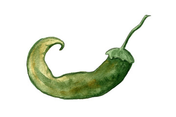 Chili pepper watercolor illustration. Hand drawn spicy vegetable isolated on white background. Healthy eating ingredient. Vegetarian food.