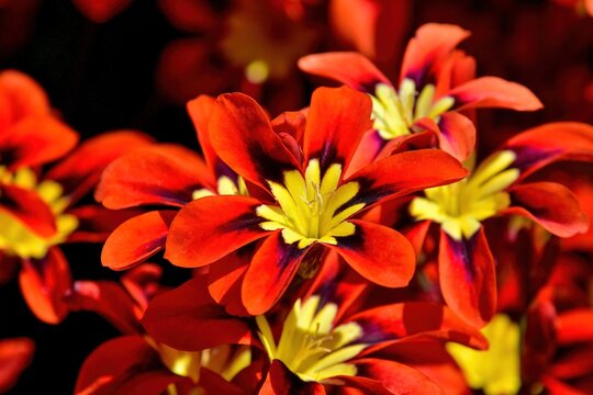 光を浴びて輝く鮮やかなスパラキシス・トリカラーの花