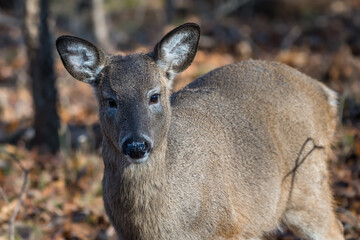 Fototapeta premium White-tailed deer fawn standing in the woods