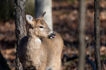 White-tailed deer fawn standing in the woods with its tongue out