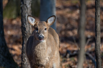 White-tailed deer fawn standing in the woods with it mouth slightly open
