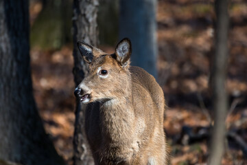 Fototapeta premium White-tailed deer fawn standing in the woods