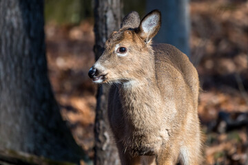 Fototapeta premium White-tailed deer fawn standing in the woods with its ears pulled back
