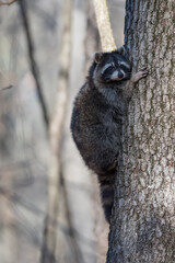 Racoon climbing a tree in the woods