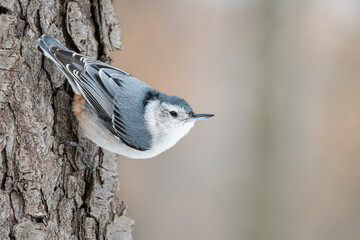 Female white breasted nuthatch clinging to the side of a tree