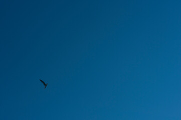 空ととり